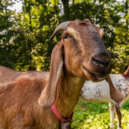 Orzechowa Ostoja Noclegi Energylandia Bachowice Luaran gambar