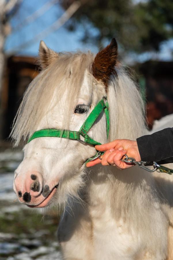 Orzechowa Ostoja Noclegi Energylandia Bachowice Luaran gambar