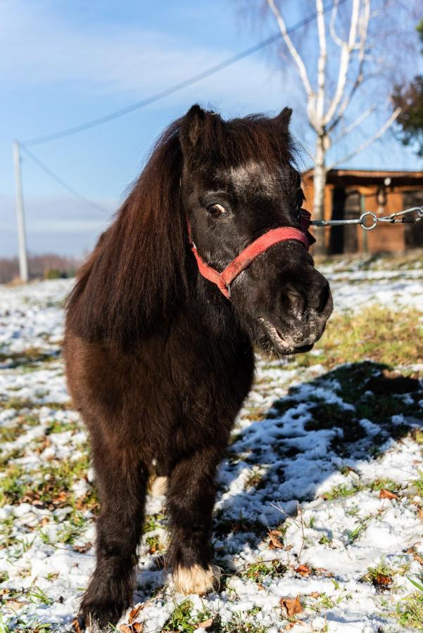 Orzechowa Ostoja Noclegi Energylandia Bachowice Luaran gambar