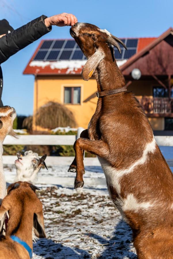 Orzechowa Ostoja Noclegi Energylandia Bachowice Luaran gambar
