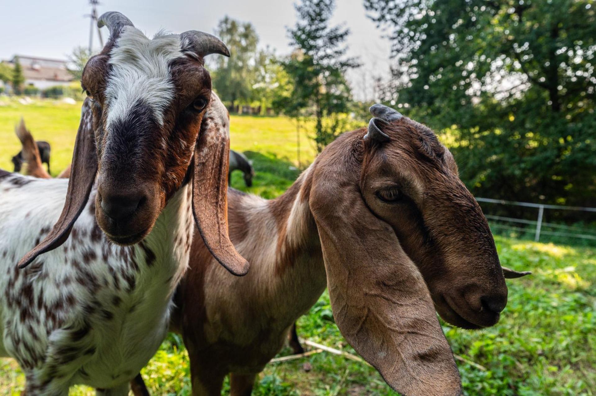 Orzechowa Ostoja Noclegi Energylandia Bachowice Luaran gambar