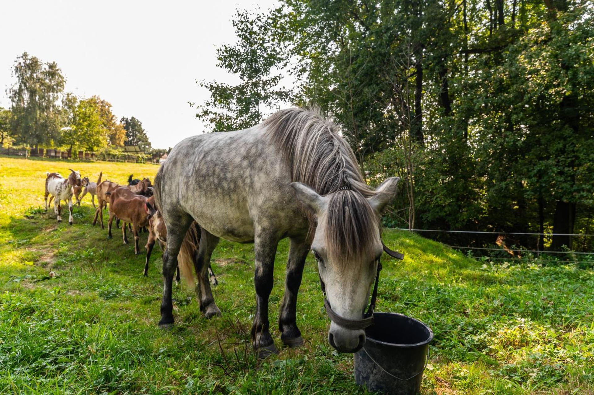 Orzechowa Ostoja Noclegi Energylandia Bachowice Luaran gambar